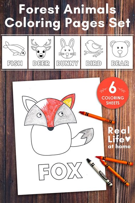 simple  linear forest animals coloring pages set  pages