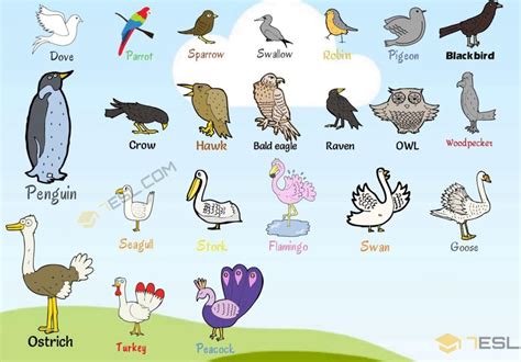 list  bird names  cool images esl