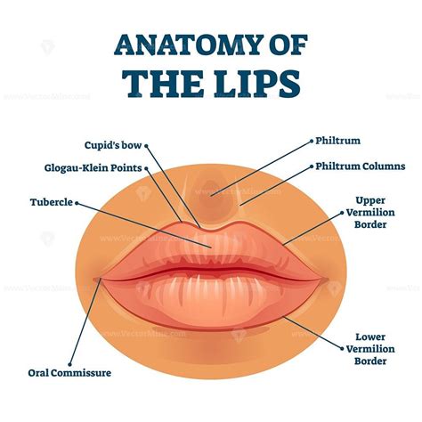 anatomy  lips  detailed labeled parts description vector illustration educational facial