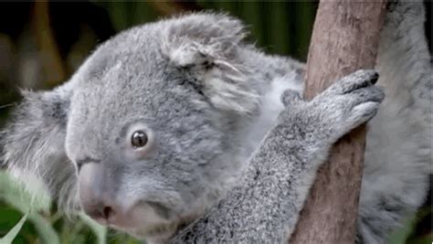 koala bears suffer from chlamydia epidemic but docs fight back with ultrasound ge reports