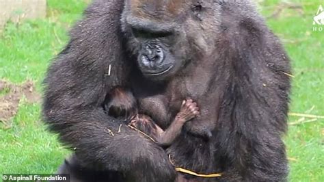 Mother Gorilla Protectively Cuddles Her Newborn In