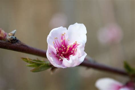 terkeren 23 gambar flower peach gambar bunga indah