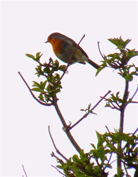 birding  pleasure robin