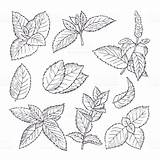 Mint Leaves Drawn Hand Leaf Drawing Sketch Background Plant Doodle Branches Illustrations Herbal Illustration Istockphoto Royalty Read sketch template