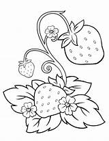 Strawberry Coloring Pages Shortcake Fruit Colouring Kids Flower Sheets Drawing sketch template