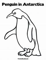 Antarctica Antartica Adelie Pinguin Penguins Emperor Noodle Twistynoodle Twisty Coloringhome sketch template