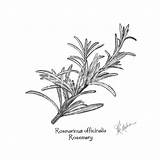Rosemary sketch template