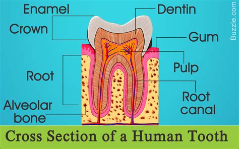 information   human tooth anatomy  labeled diagrams bodytomy