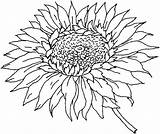 Coloring Flower Pages Dahlia Getcolorings Adults sketch template