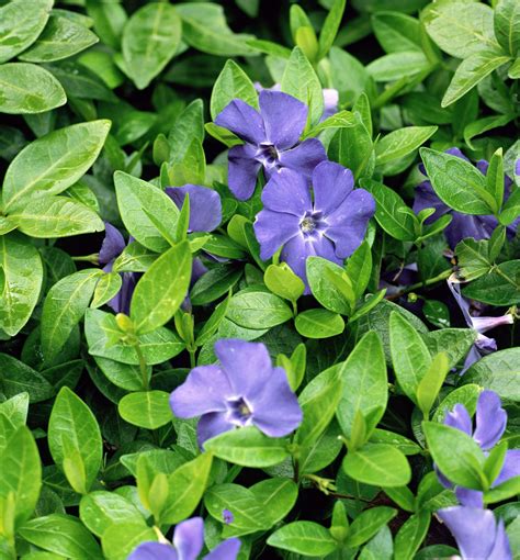 bowles common periwinkle periwinkle plant plants shade garden