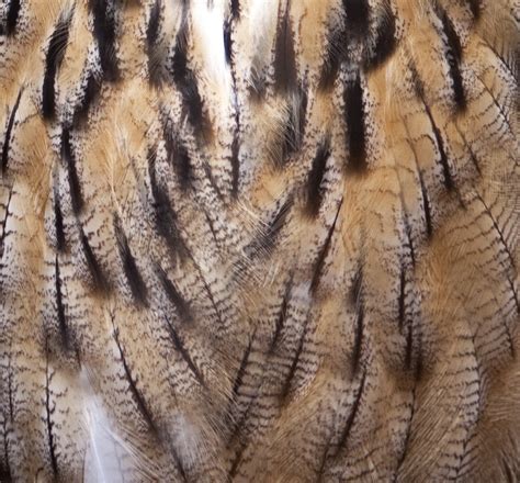 feathers   bird ornithology