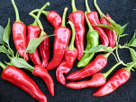 Chimayo Hot Pepper 0 3 G Southern Exposure Seed