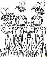 Spring Pages Tulip Beautiful Coloring Color Printable Nature Print sketch template