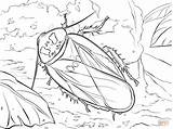 Coloring Cockroach Cave Bat Pages Drawing Printable Adult Coloringbay Getdrawings Bear Dot sketch template