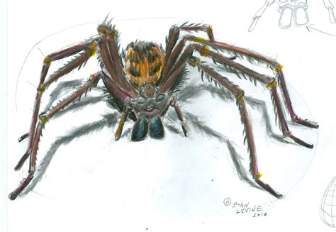 spider pencil drawing