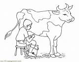 Cow Milking Coloring Pages Dairy Drawing Boy Drawings Cattle Veterinarian Vet Color Baby Sketch Kids Electrician Longhorn Calf Silhouette Animals sketch template
