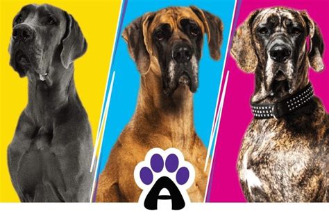 great dane types  colors  hair care features  pet guide home