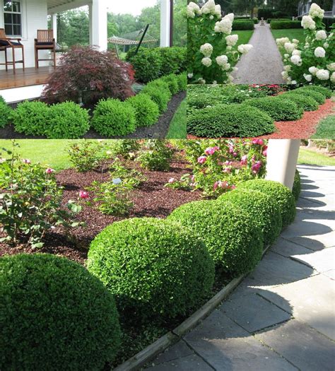 boxwood  ideal evergreen shade shrub inexpensive landscaping