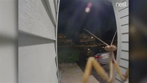 creepy crawler caught on home s security cam