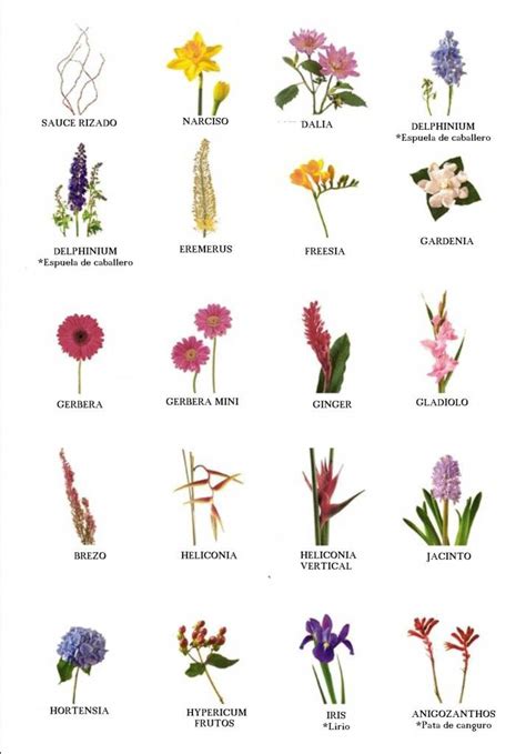 imagenes de nombres de flores imagenes