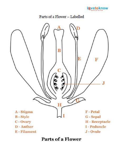 parts   flower lovetoknow