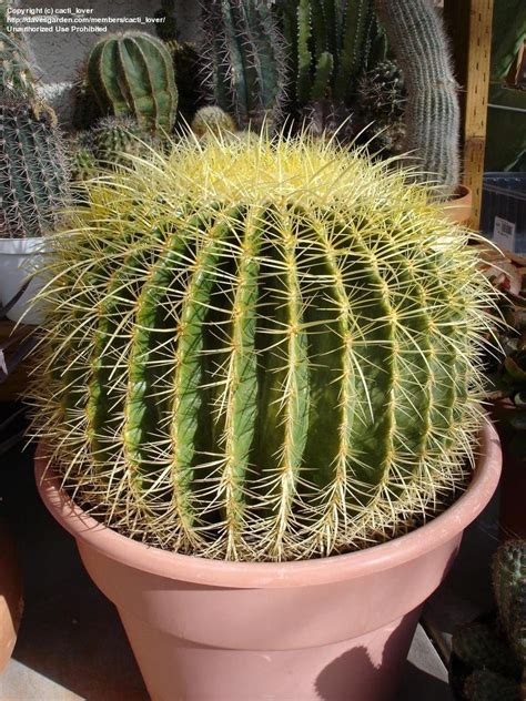 Cactus Plants Of Southern California Regarder Et Télécharger