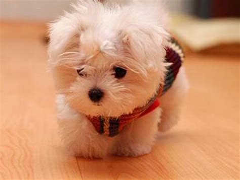 sweet small dog