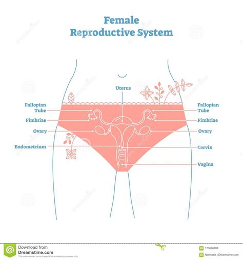 female reproduction system royalty free illustration cartoondealer