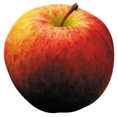 real apple rapple