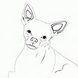 Chihuahua Coloring Pages Dog Kids Chihuahuas Hub They Comments Coloringhome sketch template