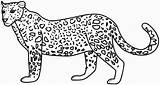 Leopard Coloring Pages Categories Printable sketch template