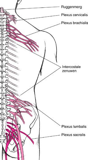opbouw van de ruggenwervel rug hersenen zenuwbanen  lichtpuntje brain anatomy human body