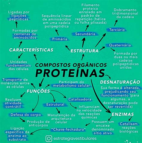 mapa mental sobre proteinas mapsstudy