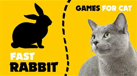 cat games fast rabbit hunt  screen youtube