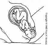 Birth Getdrawings Drawing sketch template
