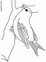 Goldfinch Colorat Imagini Passarinho Desene Planse Disegno Papagali Galho Copii Colorare Bird Uccelli Cardellino Pasari Designlooter Desen Fise Pasare Animais sketch template