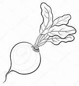 Beet Turnip Befrugal Getdrawings Clipground sketch template