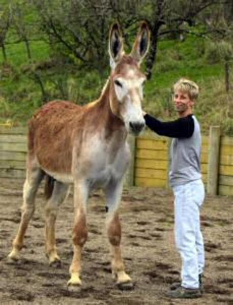 mammoth donkeys biggest largest breed  donkey   world hubpages