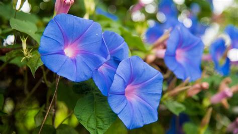 growing morning glories   plant care  morning glory flowers