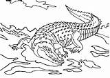 Crocodile Coloring Clipart Pages Printable Library sketch template