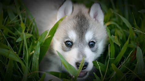 cute wolfs wallpapers wallpaper cave
