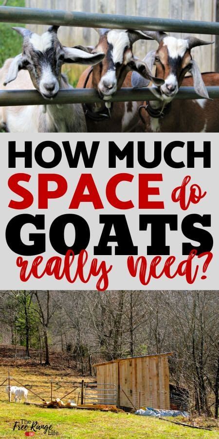 space requirements  goats   space  goats  goats raising farm animals