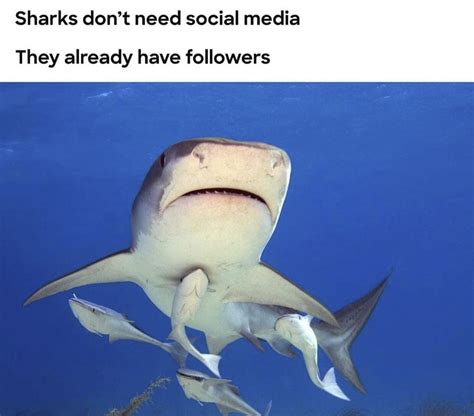 these shark memes are in honor of beloved shark week happy shark