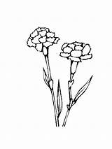 Coloring Pages Carnation Flower Carnations Drawing Print Printable Flowers Getdrawings Church Choose Board Book Blogx Info sketch template