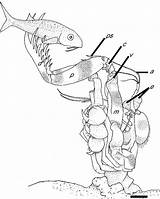 Shrimp Mantis Coloring Predator Drawing Drawings Designlooter 1028 1280px 59kb Getdrawings Figure Mechanics Strike Ambush Spearing Biology Experimental Journal sketch template