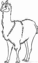 Llama Lama Coloring Cartoon Pages Drawing Cute Colouring Draw Line Printable Color Print Getcolorings Visit Clipartmag Paintingvalley Template Drawings Animal sketch template