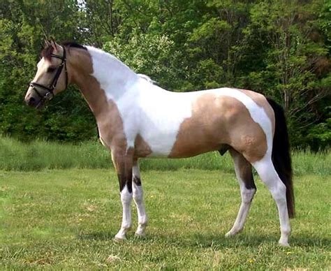 wont    facts  buckskin tobiano foal bandit