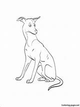 Greyhound Coloring Pages Whippet Dog Getcolorings 46kb 750px sketch template