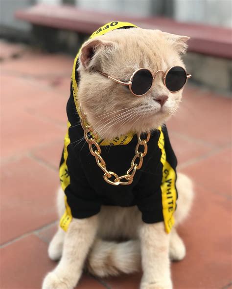 psbattle  cat wearing  tracksuit  sunglasses   gold chain