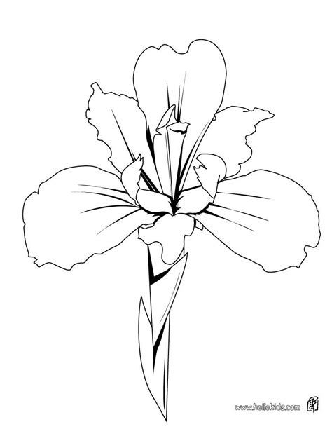 iris details coloring page    coloring pages